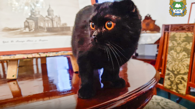 В музеях Кургана будут жить «эрмитажные коты»